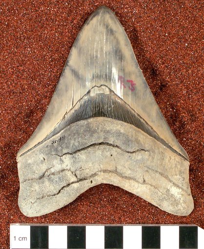 Carcharodon subauriculatus Agassiz, 1839