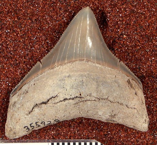 Carcharocles megalodon