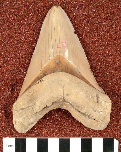 Carcharodon subauriculatus Agassiz, 1839
