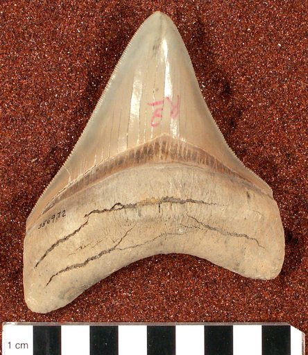 Carcharocles megalodon
