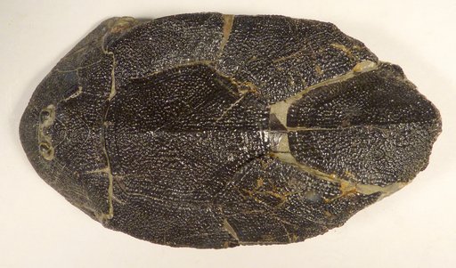 Bothriolepis canadensis (Whiteaves)