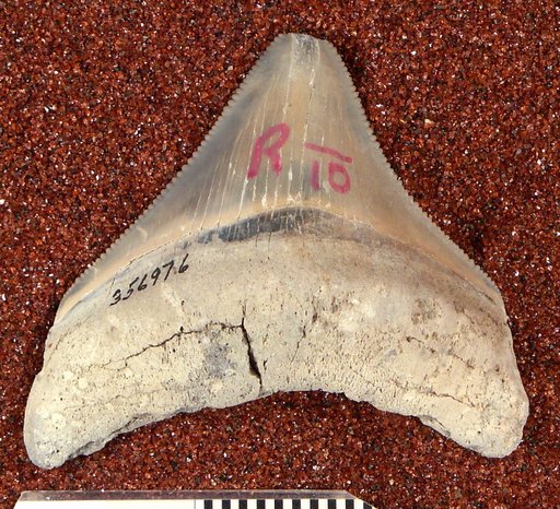 Carcharocles megalodon