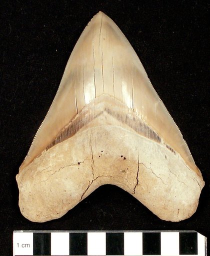 Carcharocles megalodon