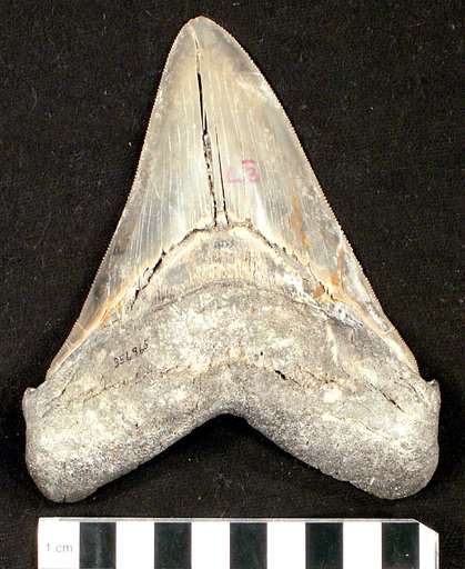 Carcharodon subauriculatus Agassiz, 1839