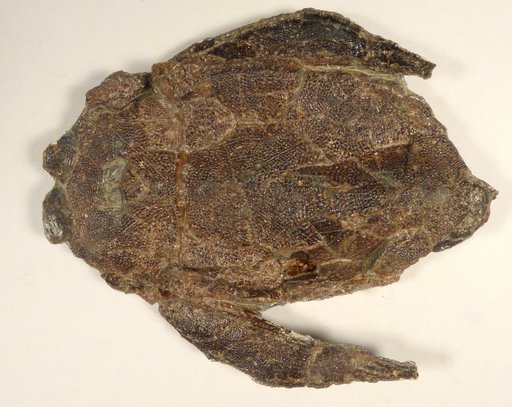 Bothriolepis canadensis (Whiteaves)
