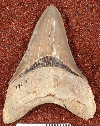 Carcharocles megalodon