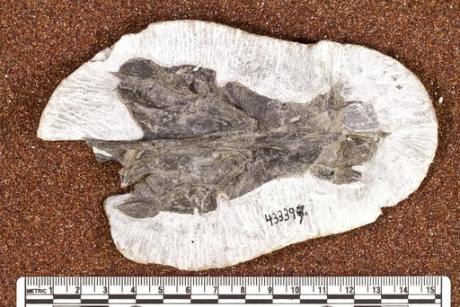 Proeleginops grandeastmanorum Balushkin, 1994