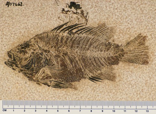 Priscacara sp
