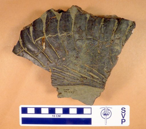 Campyloprion sp