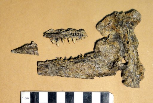 Protosphyraena sp