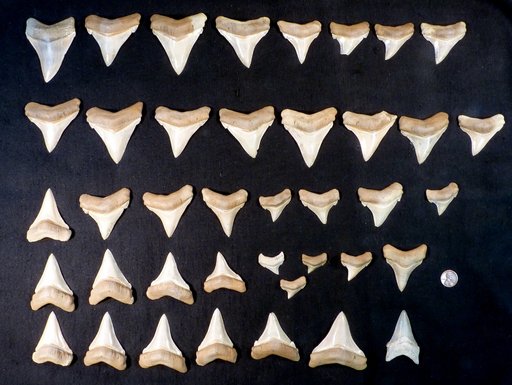 Carcharodon subauriculatus Agassiz, 1839