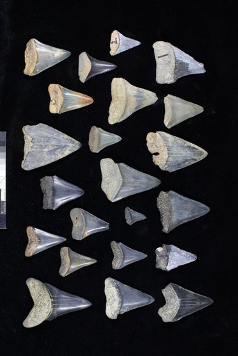 Carcharodon carcharias (Linnaeus, 1758)