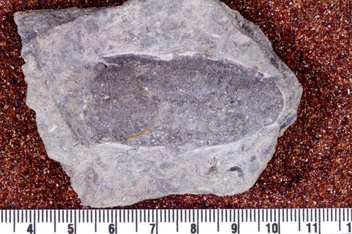 Poraspis cylindrica Kiaer