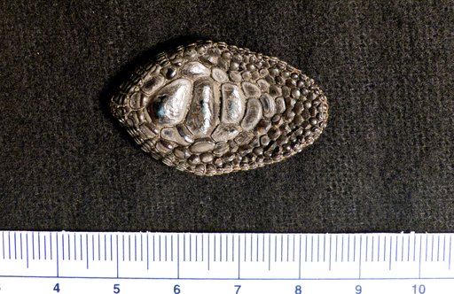 Phyllodus petiolatus Agassiz