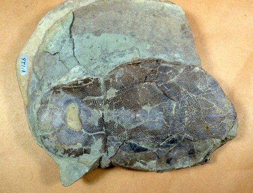 Bothriolepis traquairi Bryant