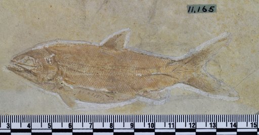Caturus sp