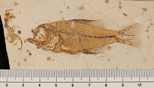 Plioplarchus whitei Cope