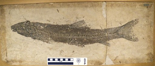 Notogoneus osculus Cope