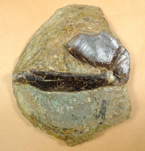 Bothriolepis traquairi Bryant