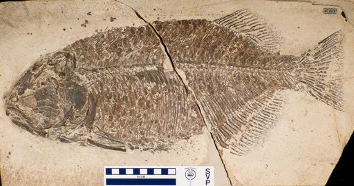 Phareodus testis Cope