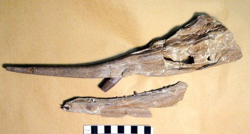 Protosphyraena perniciosa (Cope)