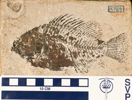 Priscacara pealei Cope