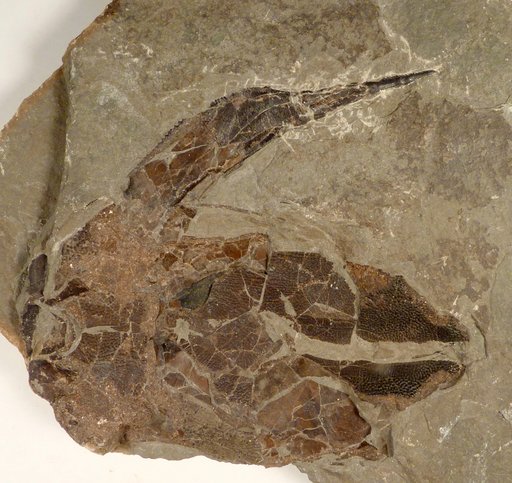 Bothriolepis canadensis (Whiteaves)