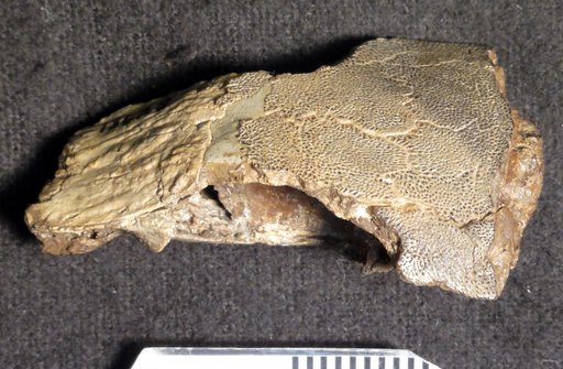 Macrepistius arenatus Schaeffer