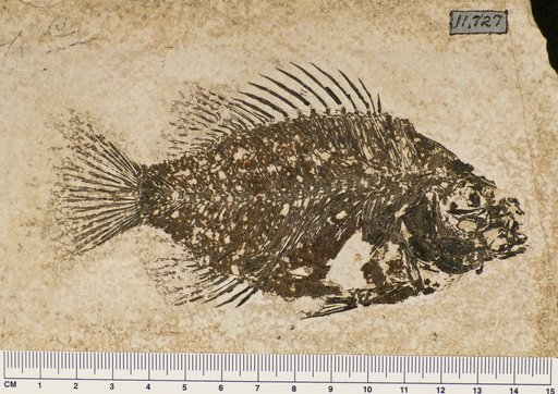 Priscacara pealei Cope