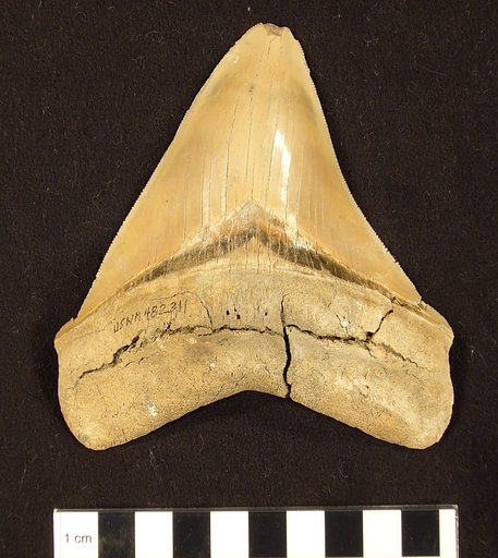 Carcharocles megalodon