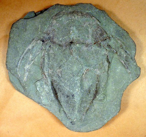 Bothriolepis traquairi Bryant