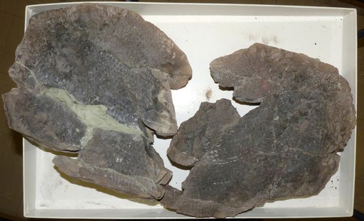 Acrolepis sp