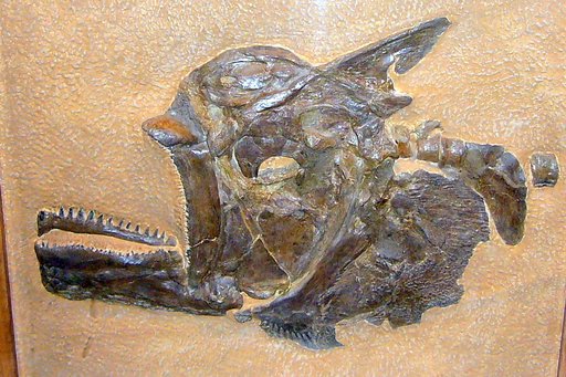 Ichthyodectes anaides