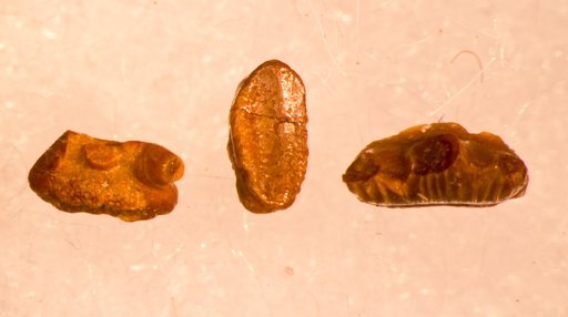 Phoebodus sophiae St.John & Worthen