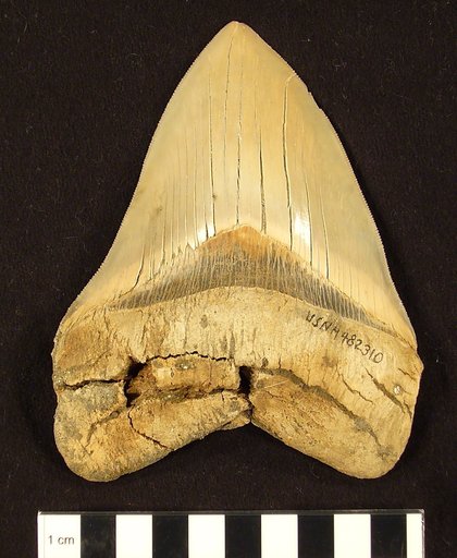 Carcharocles megalodon