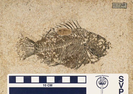 Priscacara pealei Cope