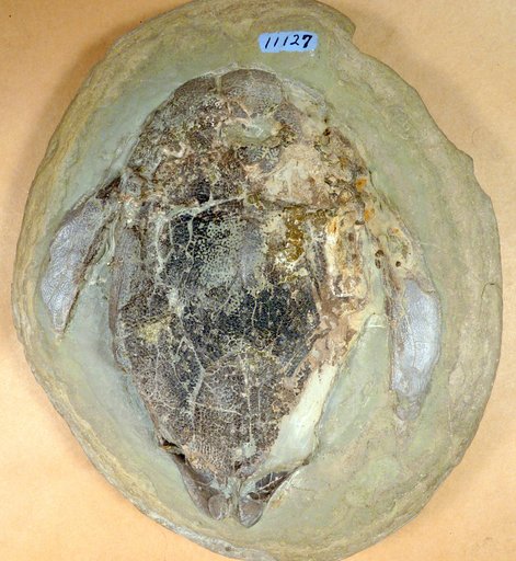 Bothriolepis traquairi Bryant