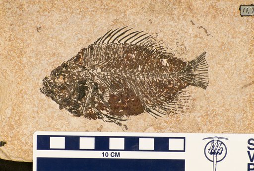 Priscacara pealei Cope