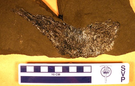 Paleoniscus freieslebeni Blainville