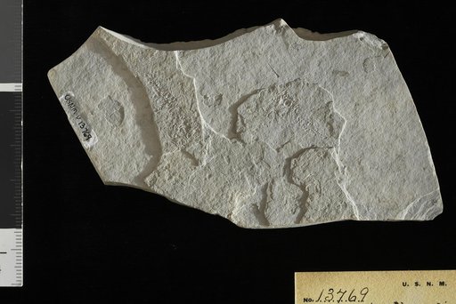 Carrionellus diumortus White