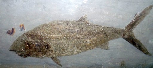 Pachycormus curtus Agassiz