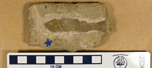 Cyprinodon sp