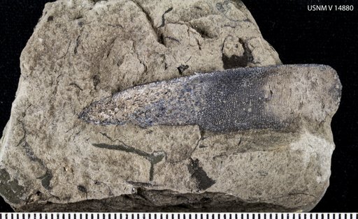 Ptyctodus calceolus (Newberry & Worthen)