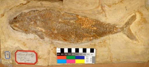 Caturus furcatus (Agassiz, 1833)