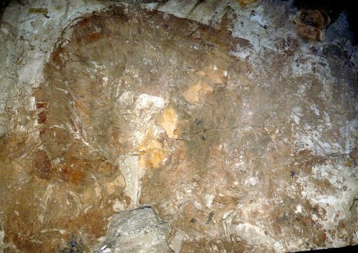 Cetorhinus sp