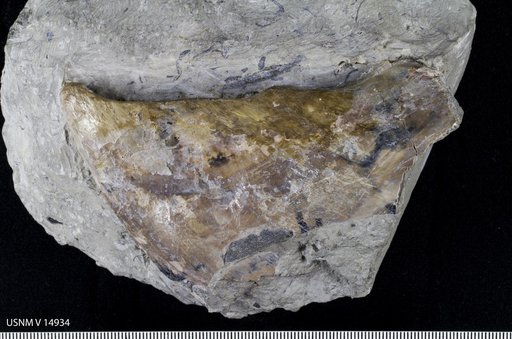 Palaeomylus greenei (Newberry)