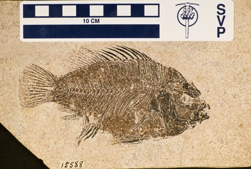 Priscacara pealei Cope