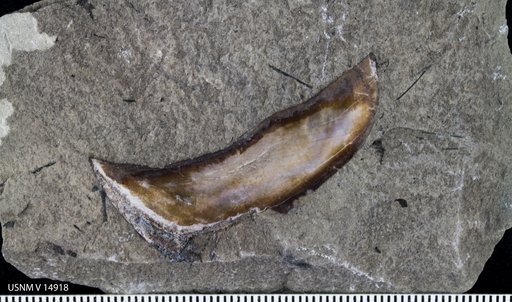 Rhynchodus excavatus Newberry