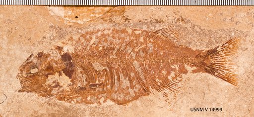 Phareodus sp