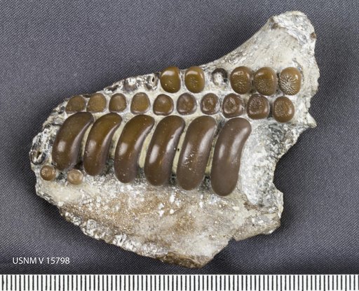 Microdon texanus Gidley